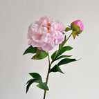 Light Pink / 3pcs Pack