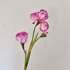 Rose Red / 5pcs/pack