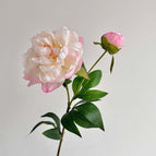 Gradient pink / 3pcs Pack